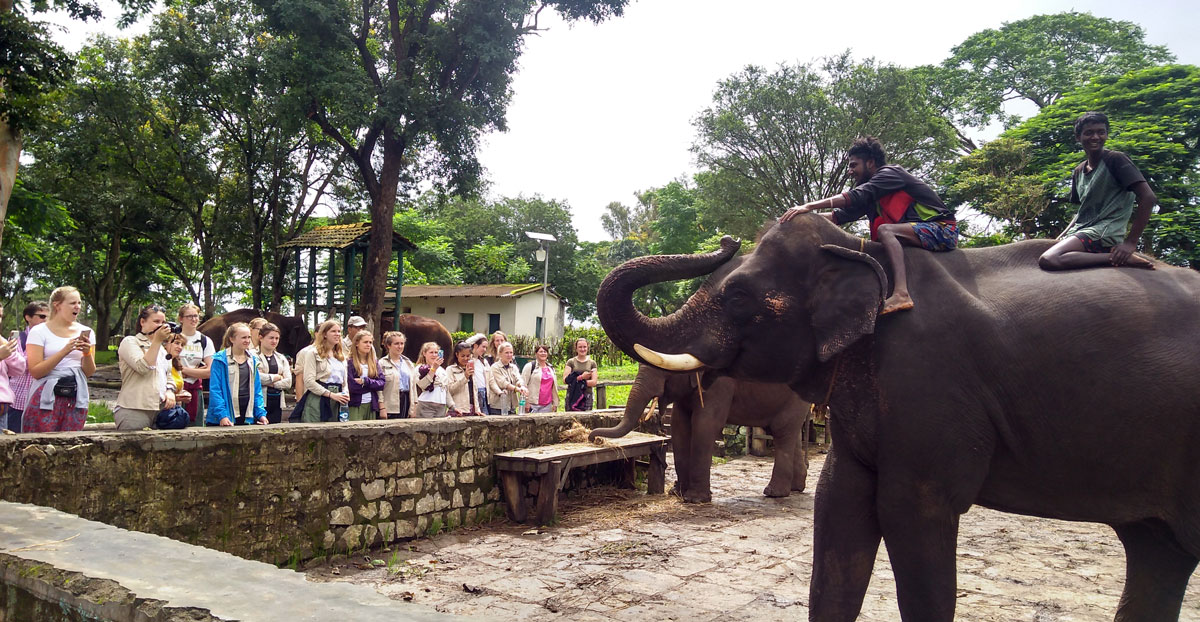 India and elephants